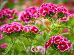 Image result for Dianthus angolensis