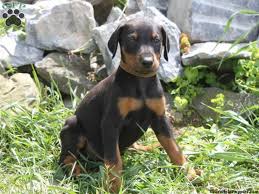 Bruno Doberman Pinscher Puppy For Sale In Lancaster Pa Greenfield Puppies Doberman Pinscher Puppy Doberman Puppy Doberman Pinscher