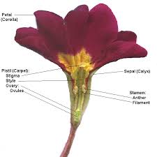 The pistil is the collective term for the carpel(s). Lesson 8