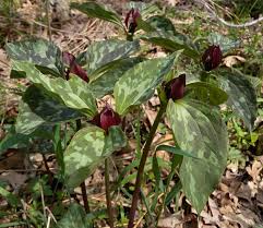 The native flora of new zealand is unique as it evolved in isolation for millions of years. Prairie Trillium Trillium Recurvatum Recurvatum