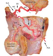 In the coronary circulation, the posterior interventricular artery (piv, pia, or piva), most often called the posterior descending artery (pda), is an artery running in the posterior interventricular sulcus to the apex of the heart where it meets with the anterior interventricular artery or also known as left anterior descending artery. Frontiers Anatomical Cadaver Study Of Endolaryngeal Vascularization Focus On The Glottis Supraglottis And Subglottis From The Transoral Microsurgical Point Of View Oncology