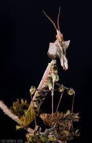 The main characteristics that separate them from others are their colours, the fact that two of them have wings and their size. Related Image Gottesanbeterin Insekten Tiere