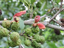 Image result for Tinnea apiculata