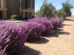 Maybe you would like to learn more about one of these? Leucophyllum X Heavenly Cloud Texas Ranger Texas Sage Mountain States Wholesale Nursery