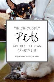 Best Cuddly Pets For A Small Apartment Cuddly Animals Apartment Pet Best Small Pets