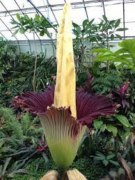 Corpse Flower In Bloom At Melbourne Botanic Gardens December 2012