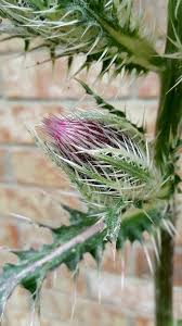 Maybe you would like to learn more about one of these? Cirsium Horridulum Bristle Thistle Bull Thistle Horrid Thistle Purple Thistle Spiny Thistle Yellow Thistle North Carolina Extension Gardener Plant Toolbox