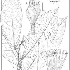 Image result for Dichapetalaceae