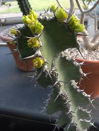 Image result for Euphorbia fortissima