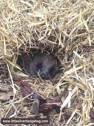 Time To Hibernate Hedgehog In Its Nest Looking So Snug And Cosy I Wish I Could Hibernate Hedgehog Hi Hedgehog Habitat Hedgehog Animal Hedgehog Hibernation