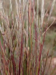 Image result for Schizachyrium jeffreysii