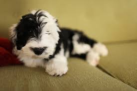 The f1b sheepadoodle puppies are 25% old english sheepdog and 75% mini poodle. Sheepadoodle Sheepdog Poodle Mix Info Miniature Puppies Pictures