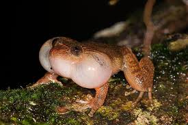 È prevalentemente acquatica, e non esce mai dall'acqua se non per respirare col muso. Mr1qegxi9yrj7m