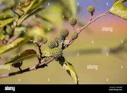 Image result for Guazuma