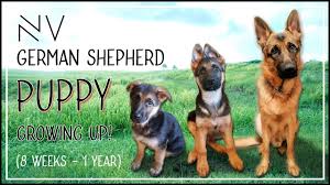 Learn about gsd puppy development here. German Shepherd Puppy Growing Up 8 Weeks 1 Year Nerdvlog Youtube