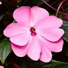 Image result for Impatiens cecilii