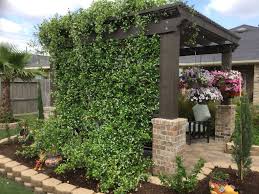 They both arrived in excellent condition, so well packed. Pin On Star Jasmine Pergola
