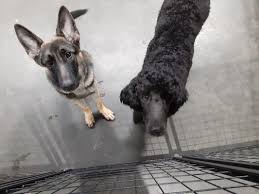 Aiken, north augusta, augusta, evans, martinez, beech island, new ellenton, jackson. A Pet S Life 1738 Wylds Rd Augusta Ga Pet Grooming Mapquest
