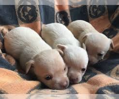 The corgi's coat may be expected to shed twice in a year. Verified Dog Breeders Near Signal Mountain Tennessee Usa Page 1 10 Per Page Puppyfinder Com