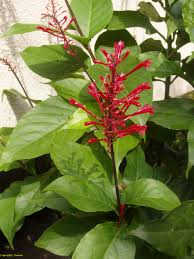 Image result for Pandiaka welwitschii