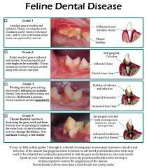 Why Your Cat Needs Good Dental Care Pet Dental Care Pet Dental Health Cat Care Tips