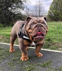 Western bulldogs acknowledge that we reside on traditional lands of the kulin nation. Bulldog King Bulldogs Home Facebook