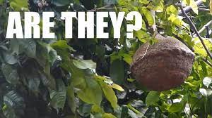 Brazil nuts only grow wild. These Brazil Nuts Aren T Looking Right Youtube
