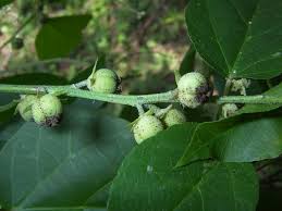 Image result for Croton steenkampianus