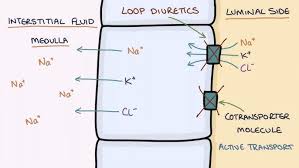 Image result for Diuretic