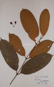 Image result for Garcinia acutifolia