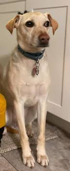 Jermain Wright Found Safe in Plymouth