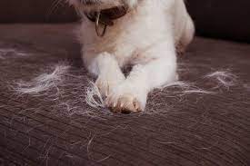 Dog Shedding Why It Happens And When To Worry Great Pet Care