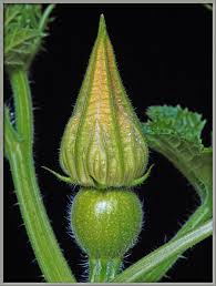 Image result for Cucurbitaceae