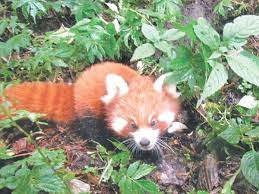 Study As Least 45 Red Pandas In Rara Park Red Panda Panda Panda Habitat