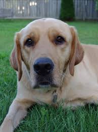 A goldador the goldador, also known as golden lab, is a designer mix breed dog tha. Goldador Labrador And Golden Retriever Mix Golden Retriever Labrador Mix Retriever Mix Golden Retriever