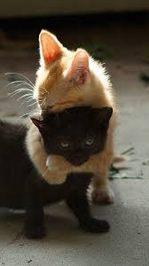 Imgfave Amazing And Inspiring Images Sevimli Kediler Sevimli Hayvan Yavrulari Sevimli Kedi Yavrulari