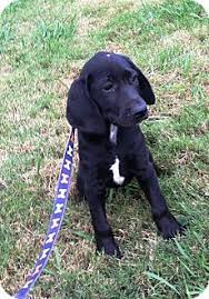 A look at the wonderful variety of labrador cross breed dogs, from first generation mixes to identifying your dog's parentage. Bloodhound Labrador Retriever Mix Puppy For Adoption In Starkville Mississippi Daphne Puppy Adoption Labrador Retriever Mix Puppies
