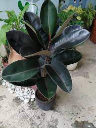 With get prince pipes & fittings ltd. Black Prince Rubber Tree Ficus Elastica Furniture Home Living Gardening Plants Seeds On Carousell