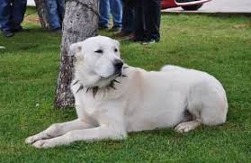 Turkish Akbas Dog Akbas Kopek Aslan