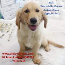 There is no fixed golden retriever price, but every penny will be worth it to have an amazing friend for life. Puppies For Sale Singapore Puppies Sale Singapore Dog And Cat Grooming