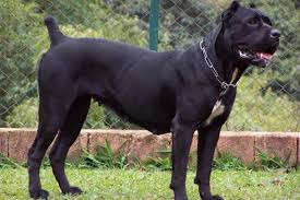 Abd De Mastiff Cinsi Kopek Sahibini Parcalayarak Oldurdu Evrensel