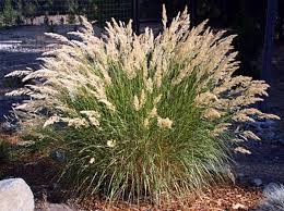 Image result for Achyrospermum