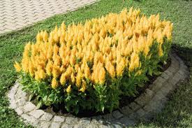 Pin On Celosia Cock S Comb