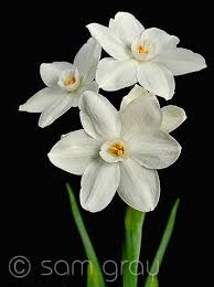 Paperwhite Flower Google Search Flowers Flower Making Paperwhites