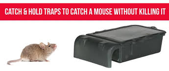 Maybe you would like to learn more about one of these? Tips On How To Use Pest Control Products Safely Around Kids And Pets