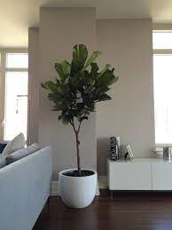 It's a banyan fig, which means that it begins its life high in the branches of another tree, then sends its roots down to the ground where it slowly strangles the host tree to death. Fiddle Leaf Fig Tree Plant Care Petit Jardin En Ville