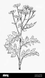 Image result for Parthenium