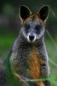 Kept chained or caged in barren, filthy enclosures; Truffle Munching Wallabies She Eurekalert Science News Releases