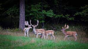 Check spelling or type a new query. Dovhjort Svenska Jagareforbundet