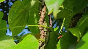 Image result for Tinospora